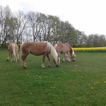 In Nahe Ostsee דירה