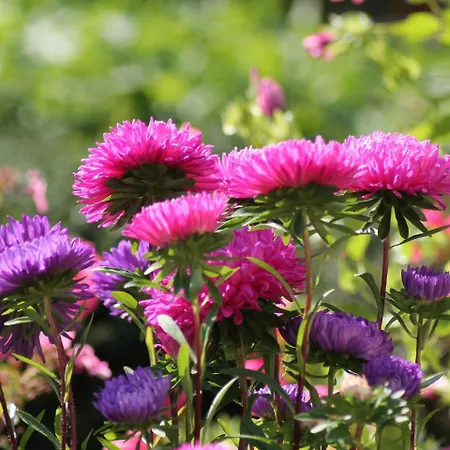 In Nahe Ostsee * Zarnewanz