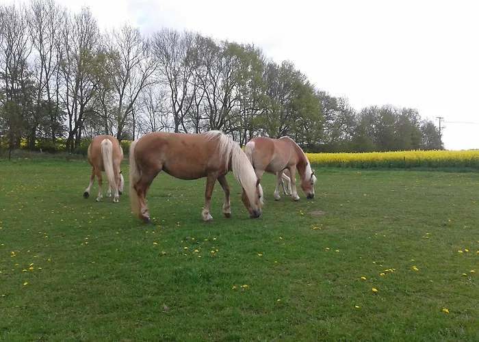 In Nahe Ostsee Διαμέρισμα